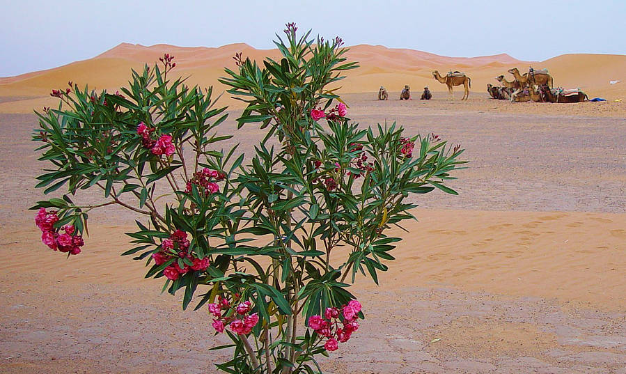 sejour-fleurs-desert