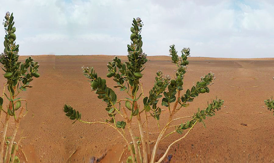 flore du desert marocain